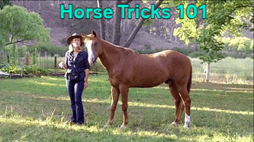 Horse Tricks GIF