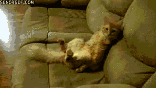 Image result for cat couch gif