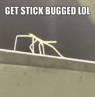 Stickbug meme gif
