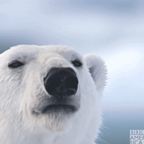 Polar Bear Food GIF by BBC America