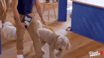Dog GIF by Channel 7