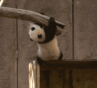 hang in there gif