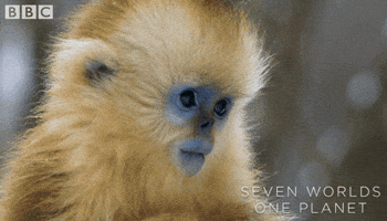 Baby Monkey Wow GIF by BBC Earth
