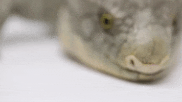 zooknoxville no nope tongue boo GIF