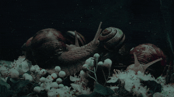 Film GIF