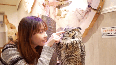 Misasaki owl Cafe