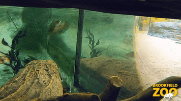 River Otter Swimming GIF by Brookfield Zoo