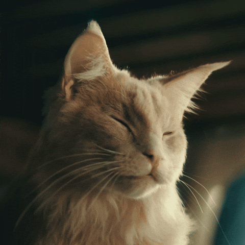 giphy.gif?cid=790b7611b5ef28f339d808af1b1c7558861804fb87b8f910&rid=giphy.gif&ct=g