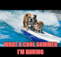 asdafil summer dogs jewelry necklace GIF