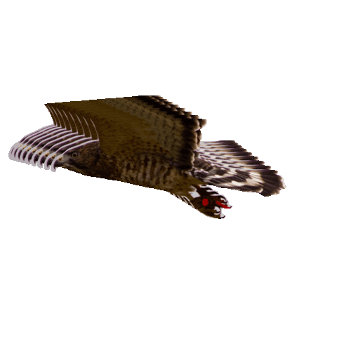 NorthSkyRaptor Sticker