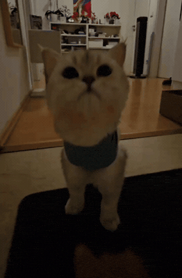 Cat Kiss GIF
