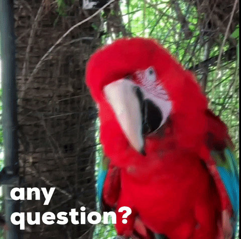Question GIF by CHAOS-TRIP
