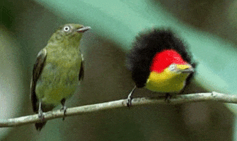 birds squee GIF