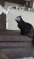 Phantom Of The Opera Cats GIF by Storyful