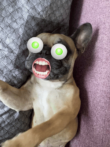Bulldog GIF