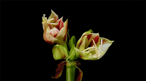 Wiccan Afterlife - 7 Definitive Facts for Modern Wiccans 10 timelapse flowers GIF