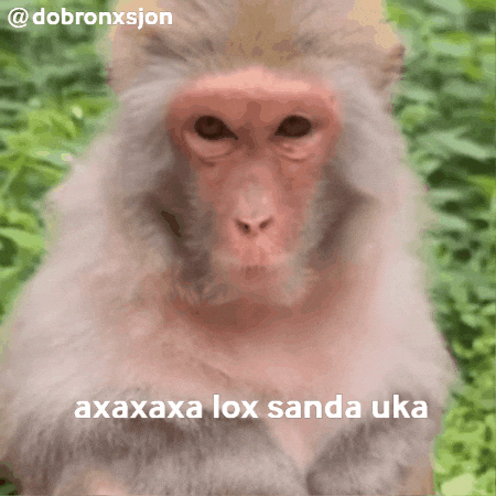 Monkey GIF