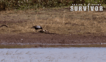 Crow Survivor Australia GIF by Australian Survivor