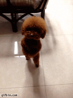 dog right legs dances GIF