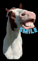 Horse Smile GIF by Primapolo Productions
