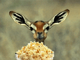 Deer Eating GIFs - Get the best GIF on GIPHY