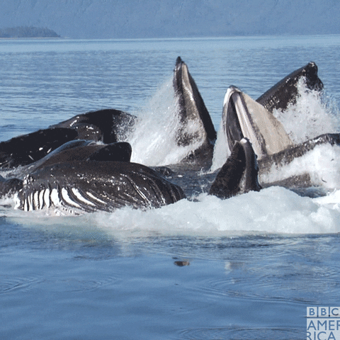 Eat Humpback Whale GIF by BBC America