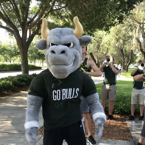 Usf Bulls Mascot GIF by University of South Florida
