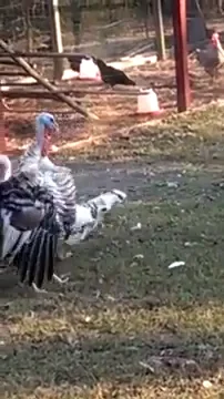 drunk thanksgiving turkey dizzy fall down GIF