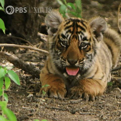 Explore Pbs Nature GIF by Nature on PBS
