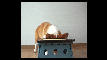 200.gif?cid=fc005b08b74260066dc57bfd610a31420d97b78b85552a3d&rid=200.gif&ct=g