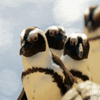 200.gif?cid=fc005b081edbec4327996c383aebd9642cb68fcf0ba182d7&rid=200.gif&ct=g