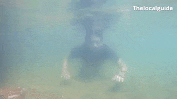 Swimming GIF
