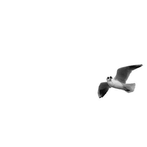 Seagulls GIF - Seagulls - Discover & Share GIFs