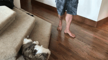 friends cats GIF