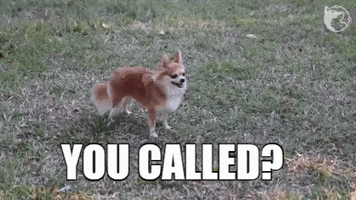 Call Chihuahua GIF by WoofWaggers