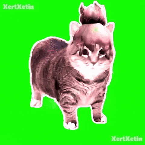 Spinning Cat GIF