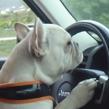 Dogs Driving GIF - Find & Share on GIPHY