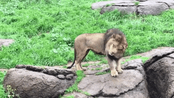 GIF by Oakland Zoo