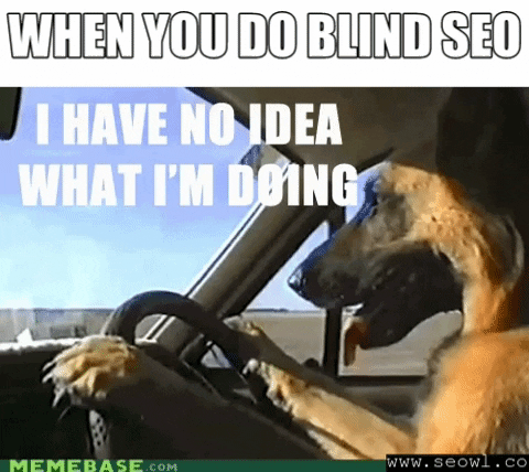 Dog driving joking about SEO