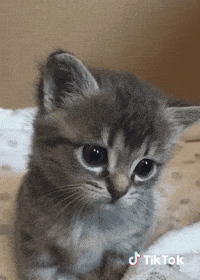 Chat Kiss Gif By Tiktok France Find Share On Giphy Chat Kiss Gif By Tiktok France Find Share On Giphy
