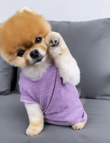 Dog Waving GIFs - Get the best GIF on GIPHY