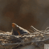 Baby Bird Wildlife GIF by BBC America