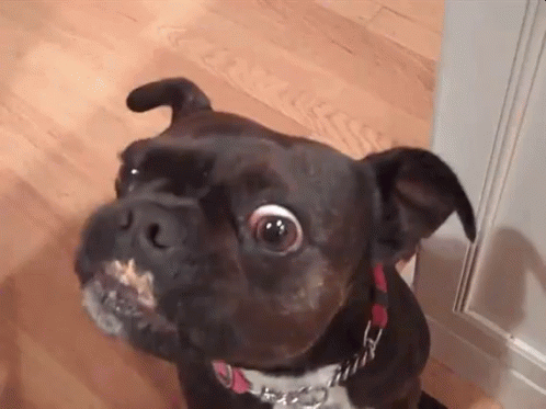 Dog Lick GIF - Find & Share on GIPHY
