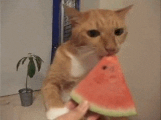 Image result for gif dog eating watermelon