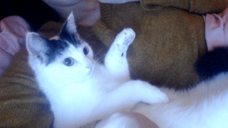 Video gif. Cat lying down looks up at us and winks.