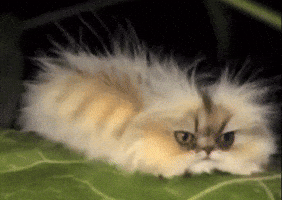 Caterpillar Cat Eating GIF