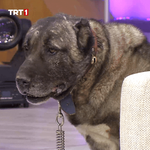 Dog What GIF by TRT