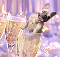 Cheers Dogs GIF