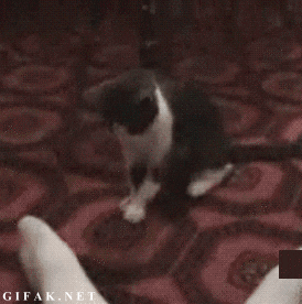 giphy.gif