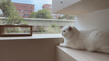 吉貓寓所 GIF by Choc Ye